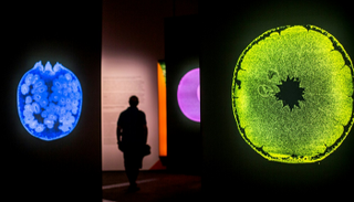 معرض "براتودوموندو" في مدينة ريو دي جانيرو البرازيلية