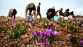 فشل اقتصادي جديد.. الزعفران الإيراني يفقد 50 سوقا حول العالم