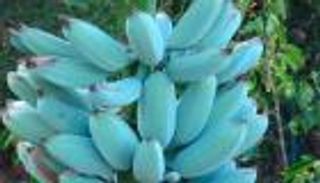 "البلو جافا".. موز أزرق بطعم آيس كريم الفانيليا