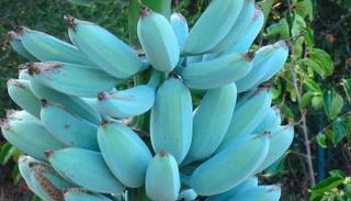 الموز الأزرق