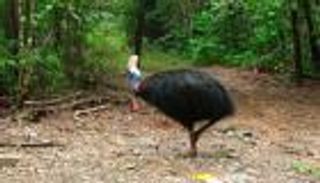 طائر عملاق يقتل صاحبه الأمريكي في مزرعة