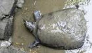 أندر سلاحف العالم مهددة بالانقراض بعد نفوق أنثى في الصين