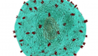 دراسة أمريكية: غياب "شبيه الأنسولين" يُهدّد تجديد خلايا الجسم