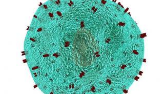 جين "IGFBP-2" مسؤول عن تجديد الخلايا