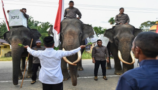 الأفيال تنقل صناديق الاقتراع - الفرنسية 