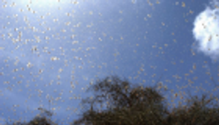 الجراد يغزو إيران.. وتحذيرات من مجاعة