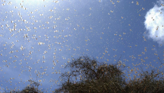 أسراب الجراد تجتاح عددا من المحافظات الإيرانية - أرشيفية