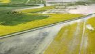 الجراد يجتاح إيران.. خسائر اقتصادية فادحة يقابلها تقاعس حكومي