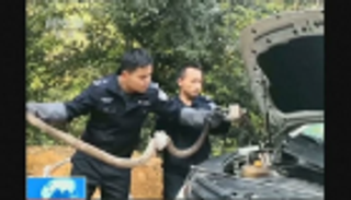 بالصور.. أفعى طولها 3 أمتار داخل محرك سيارة