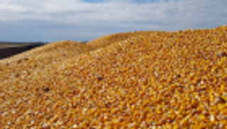 مناقصة جزائرية لشراء 50 ألف طن من القمح