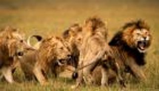 رعب في إقليم إثيوبي من 500 أسد.. هاجمت مواشي المزارعين