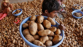 "البطاطس الحصرية" تثير نزاعا بين الهند وبيبسي 