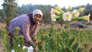 إفلاس القطاع الزراعي التركي