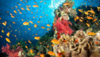 جامعة نيويورك أبوظبي: الابيضاض يهدّد الشعاب المرجانية في الخليج العربي