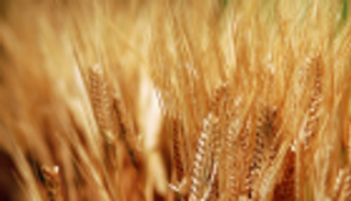 الجزائر تشتري 200 ألف طن على الأقل من القمح الصلد