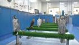 بالصور.. الإمارات تحتضن أكبر مستشفى للصقور في العالم