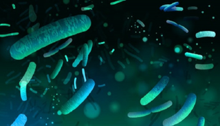 النظام البكتيري في الأمعاء له دور في مقاومة السرطان - أرشيفية