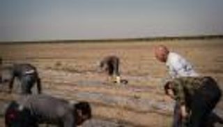 مأساة السوريين في مزارع البندق التركية.. إنسانية غائبة وأجور زهيدة