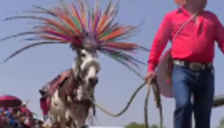 مهرجان مكسيكي للاحتفاء بالحمير لتحملها عبء الأعمال الشاقة