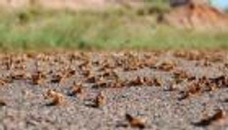 الأردن يواجه أسراب الجراد بسلاح الجو وقوات البادية الملكية