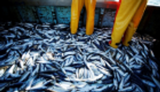 منظمات دولية: تطوّر تقنيات الصيد يهدد بإفراغ البحار من الأسماك