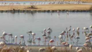 محمية الوثبة للأراضي الرطبة.. نموذج فريد لطبيعة أبوظبي