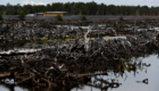 بالصور.. تغير المناخ يهدد مليون نبات وحيوان بالانقراض