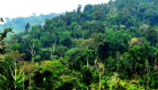 دعوة أممية للمحافظة على الغابات ومعالجة أسباب إزالتها