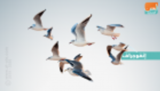 إنفوجراف.. اليوم العالمي للطيور المهاجرة