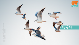 الحدث يُنظَّم مرتين سنوياً.