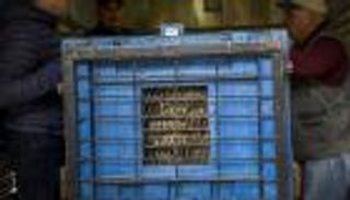 بالصور.. هولندا تستقبل 3 أسود بعد إنقاذها من حديقة حيوانات ألبانية