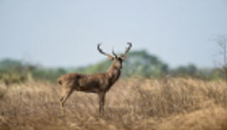 حملة إلكترونية لإنقاذ أيائل نادرة في بورما من الجفاف