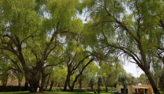 شجرة الغاف شعار عام التسامح في الإمارات - أرشيفية