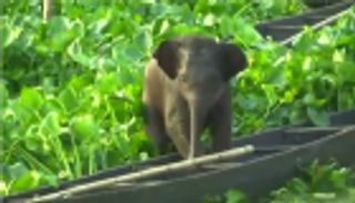 بالصور.. إنقاذ فيل صغير سقط وسَط بحيرة في الهند