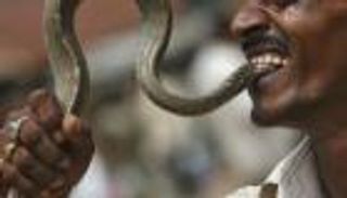 عجوز هندي يعض ثعبانا لدغه ويلقى مصرعه