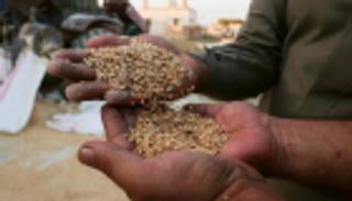 العراق يشتري 600 ألف طن قمح محلي