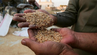 العراق يشتري 600 ألف طن قمح محلي