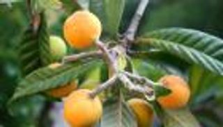 13 فائدة لثمرة الأسكدنيا.. تعالج الأنيميا وضعف الذاكرة