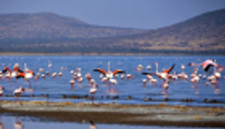 بحيرة أبجاتا الإثيوبية تواجه خطر الجفاف