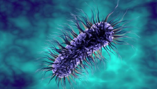 بكتيريا الإشريكية القولونية "E. coli".