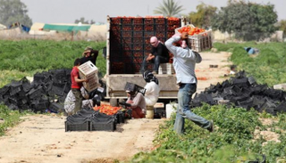 روسيا ترفض طماطم تركيا