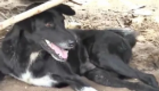 كلب عاجز ينقذ رضيعا دفنته أمه حيا