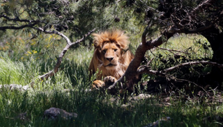 محمية أردنية لعلاج الدببة والأسود من صدمات الحروب