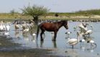 "ورد الماء" يهدّد بحيرة "زواي" الإثيوبية بالجفاف