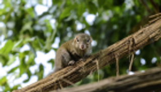 "زبابيات الشجر".. أمل الباحثين لعلاج جفاف العيون