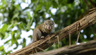 حيوان "زبابيات الشجر"