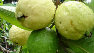 الجوافة - أرشيفية