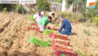 البطاطس تفتح أبواب الرزق لشباب غزة