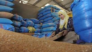 المغرب يخشى من تأثير انخفاض أسعار القمح عالميا