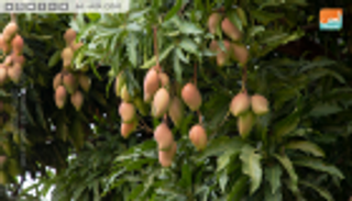 بالصور.. أشجار المانجو تزين شوارع مدن جنوب إثيوبيا